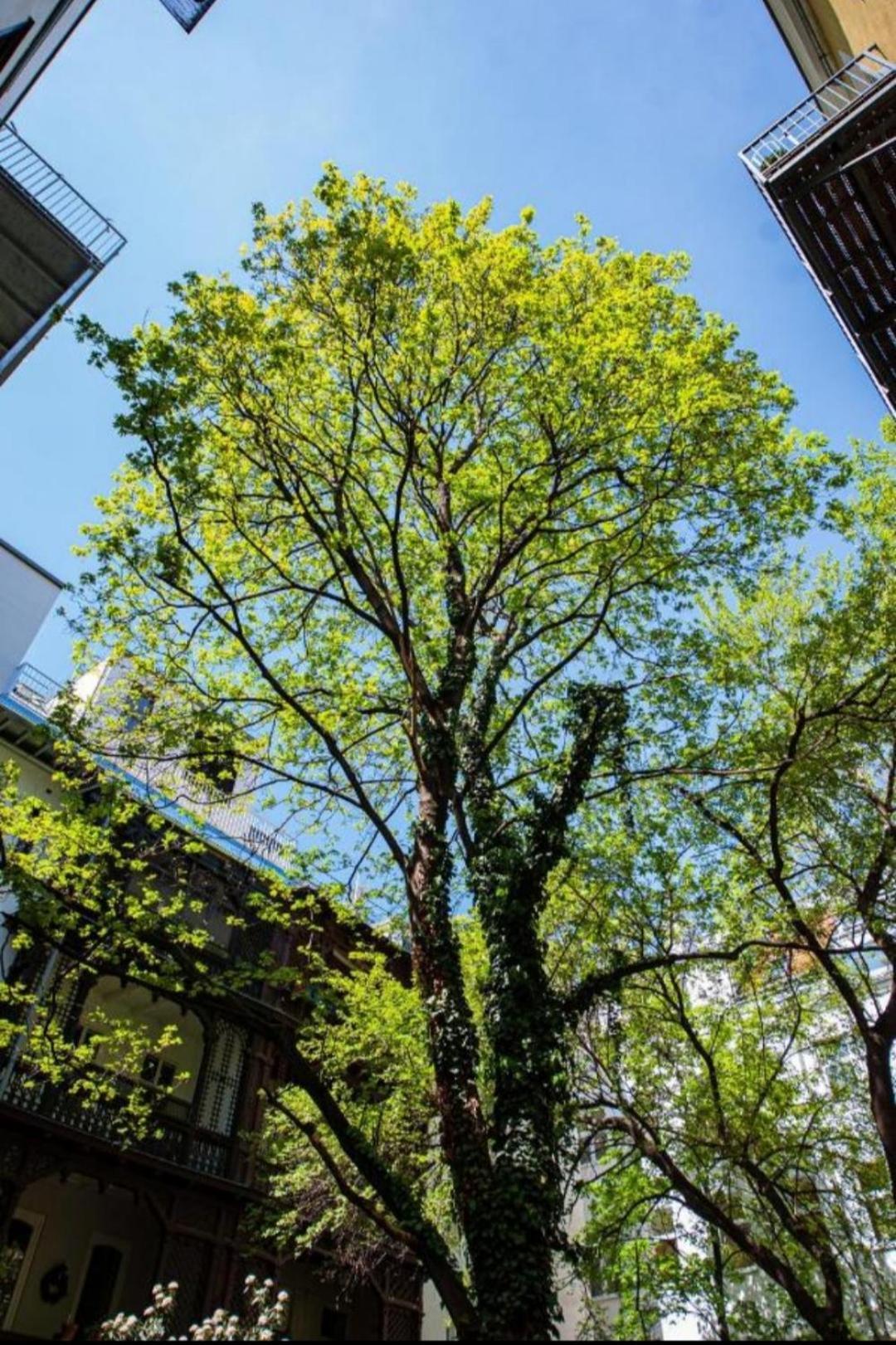 Vienna My City Apartment Garden View Bagian luar foto